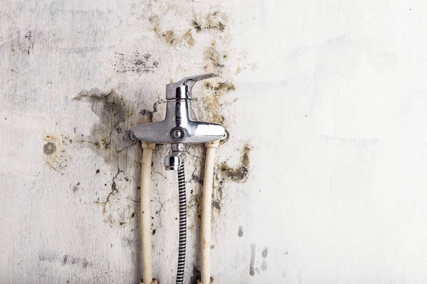 Best Black Mold Remediation in Robinson, TX
