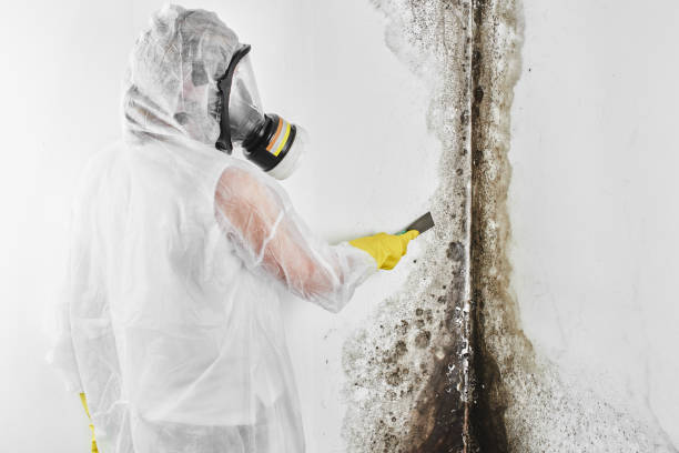 Best Crawl Space Mold Remediation in Robinson, TX