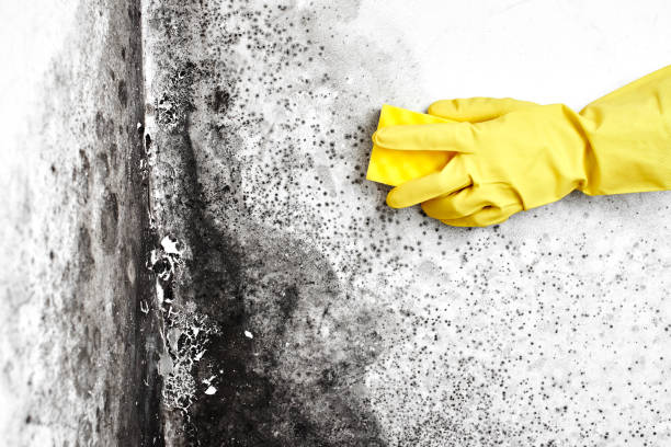Best Localized Mold Remediation (e.g., coastal areas, humid climates) in Robinson, TX