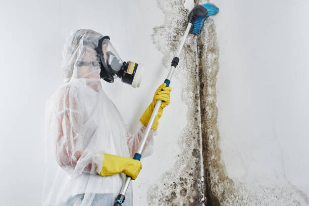 Best Kitchen Mold Remediation in Robinson, TX