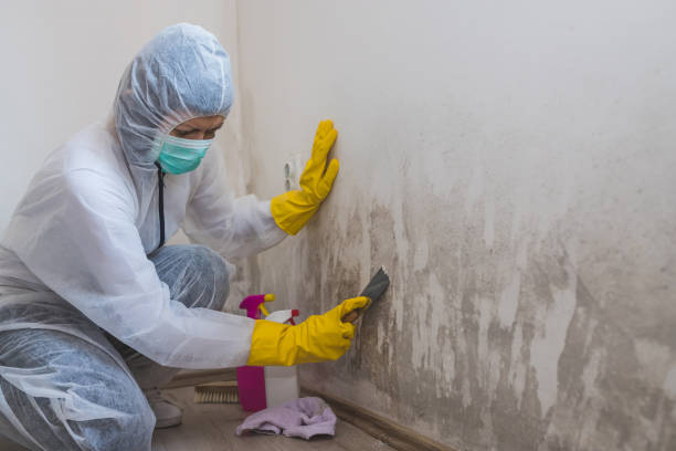 Best Basement Mold Remediation in Robinson, TX