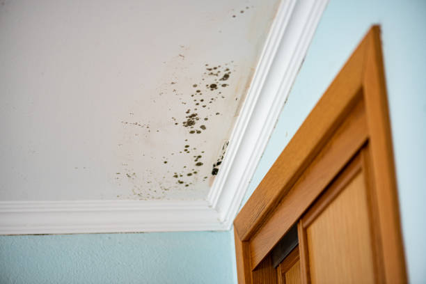 Best Residential Mold Remediation in Robinson, TX