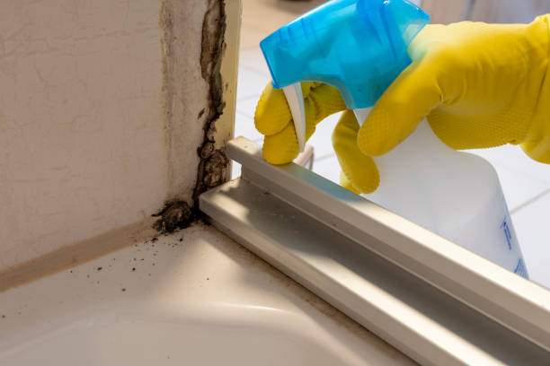 Best Black Mold Remediation in Robinson, TX