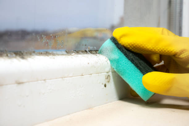 Best Mold Testing and Inspection Services in Robinson, TX