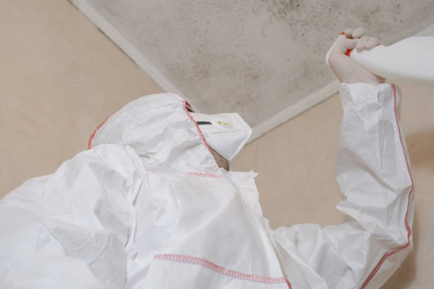 Best Attic Mold Remediation in Robinson, TX