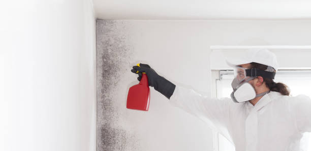 Best Insurance-Related Mold Remediation in Robinson, TX