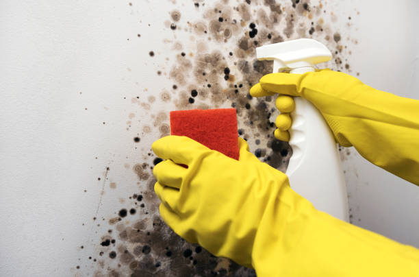 Robinson, TX Mold Remediation Company