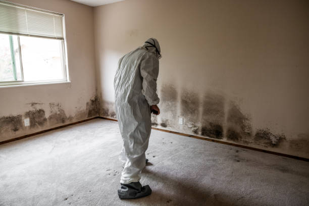 Best White Mold Remediation in Robinson, TX