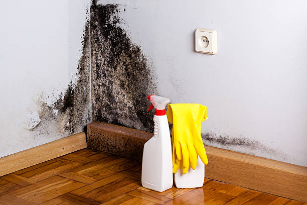 Best Insurance-Related Mold Remediation in Robinson, TX