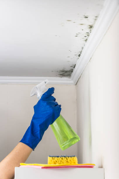 Best HVAC Mold Remediation in Robinson, TX